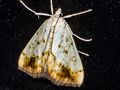 Evergestis extimalis